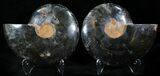 Black Ammonite Pair - Rare Coloration #23920-1